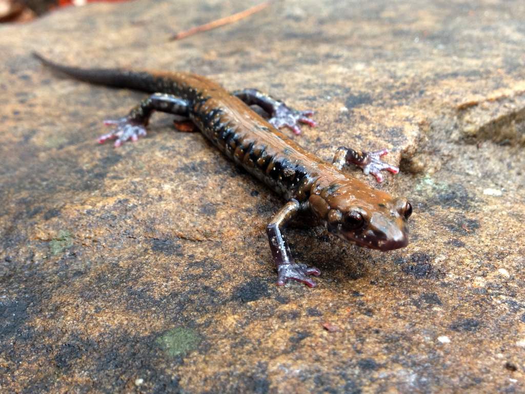 Pigeon Mountain Salamander (Plethodon petraeus)