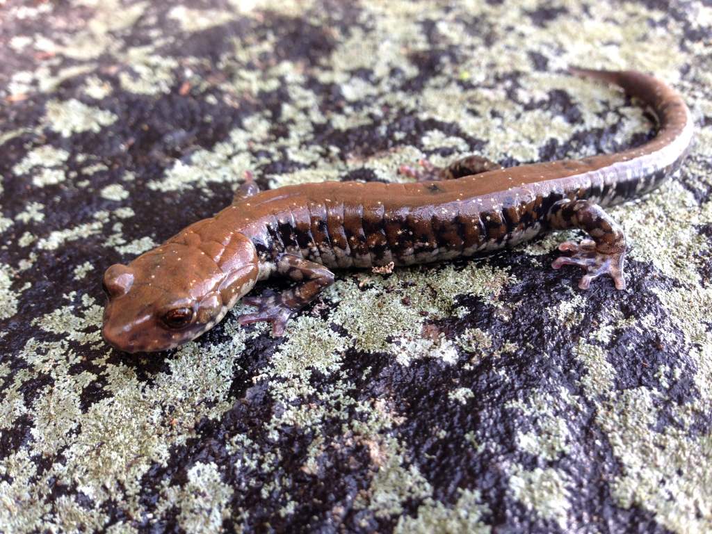 Pigeon Mountain Salamander (Plethodon petraeus)