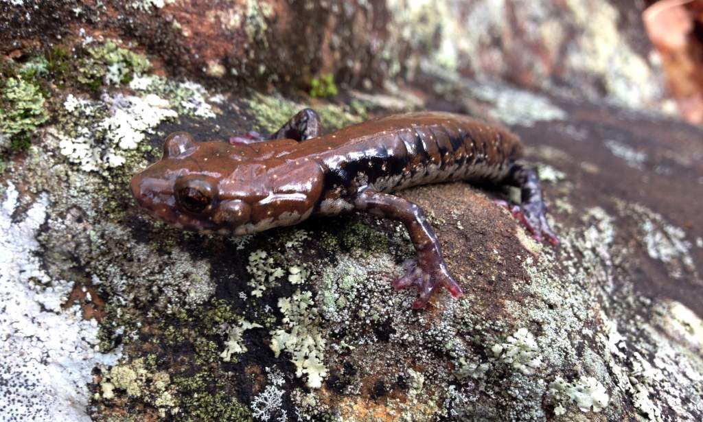 Pigeon Mountain Salamander (Plethodon petraeus)