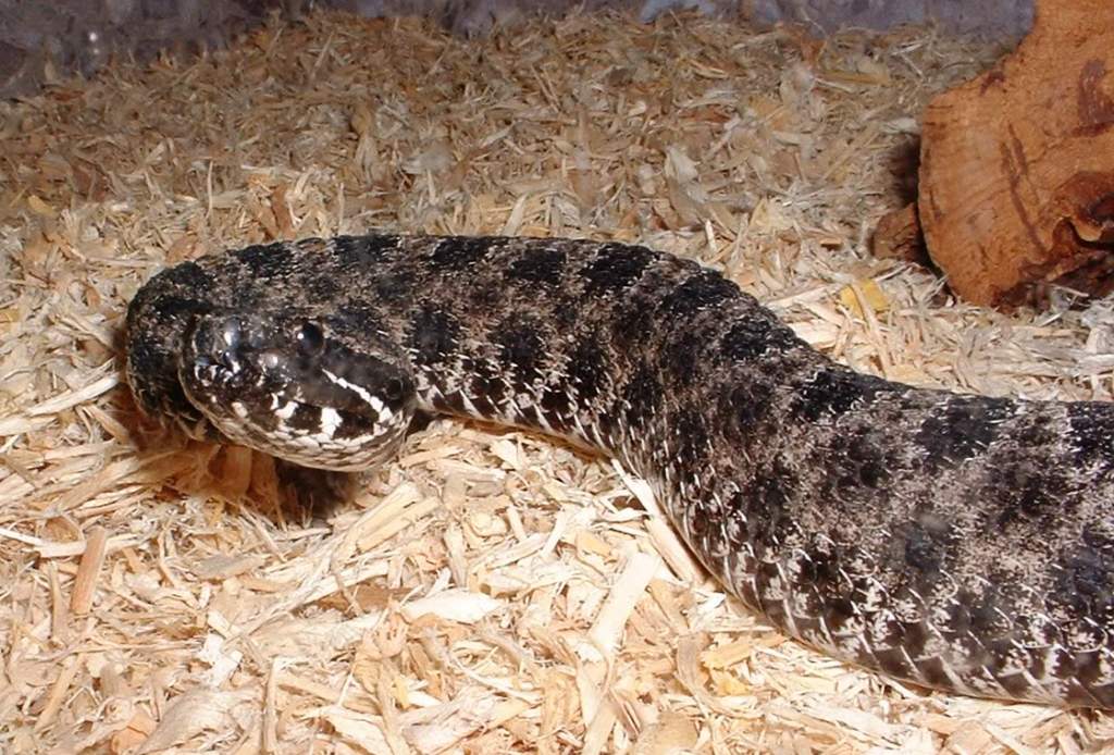 Pigmy Rattlesnake