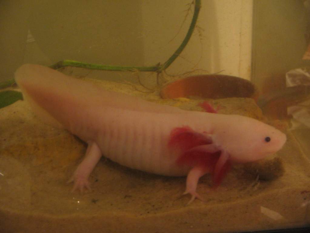 Pinkerton aka "Pinky", my biggest lotl... I got her when she was 2.5", and now she's almost 9", and she's BOSS