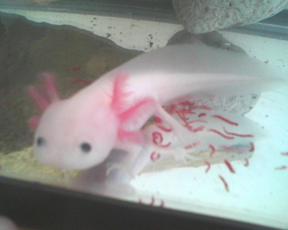 "Pinkerton", my leucistic axolotl (Ambystoma mexicanum). When I received this little girl, he was only about 2.5 inches...now, he's pushing 5.5 in jus