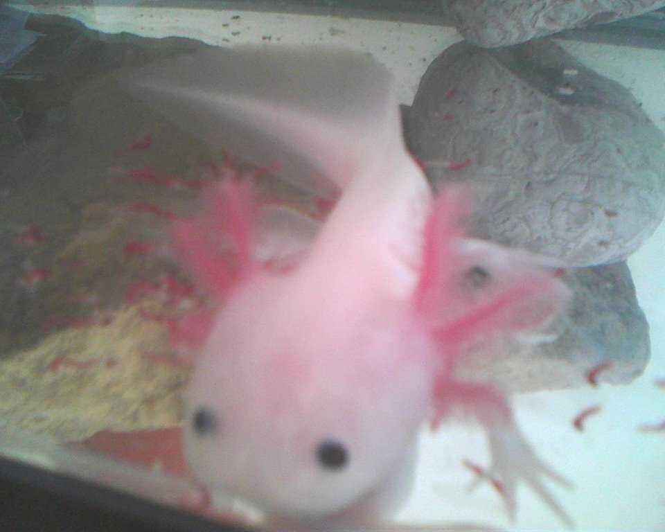 Pinkerton, or "Pinky", as a juvenile... She was about 2.5" when I got her, give or take..