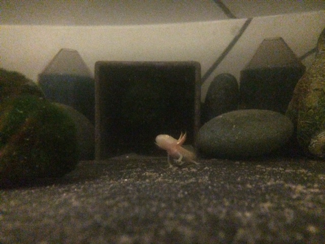 Pinky exploring