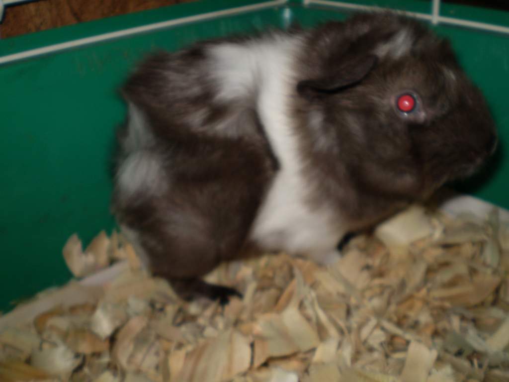 Pipsqueak, an adopted Roan and white Ayssinian guinea pig...always having a bad hair day! :D