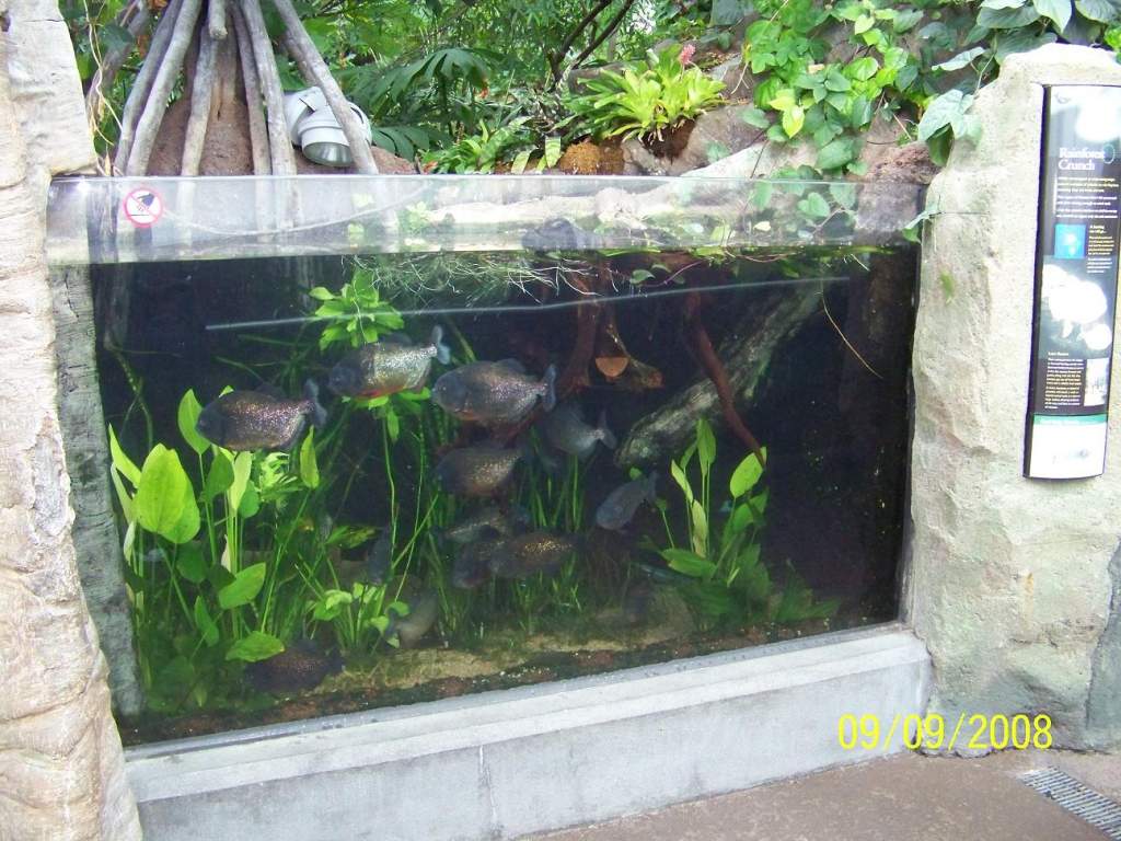 Piranha tank