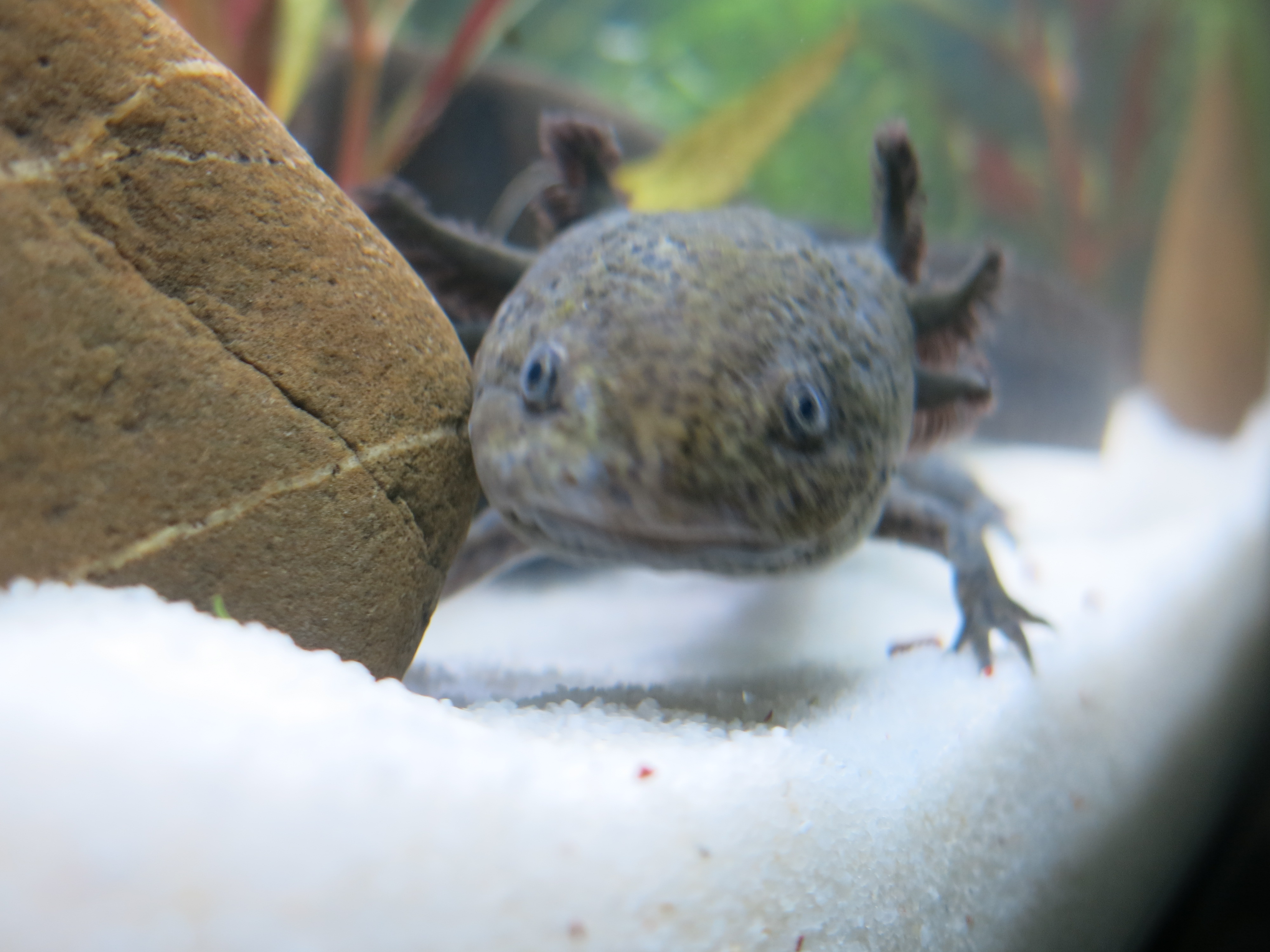 Pitaya, always curious, saying hi to the camera.