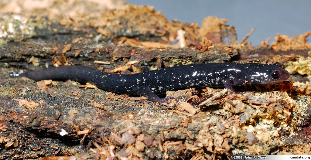 Plethodon albagula or Plethodon sequoyah