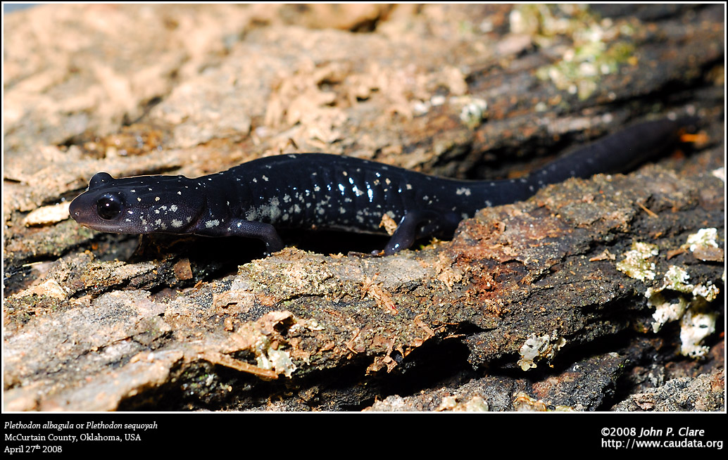 Plethodon albagula or Plethodon sequoyah