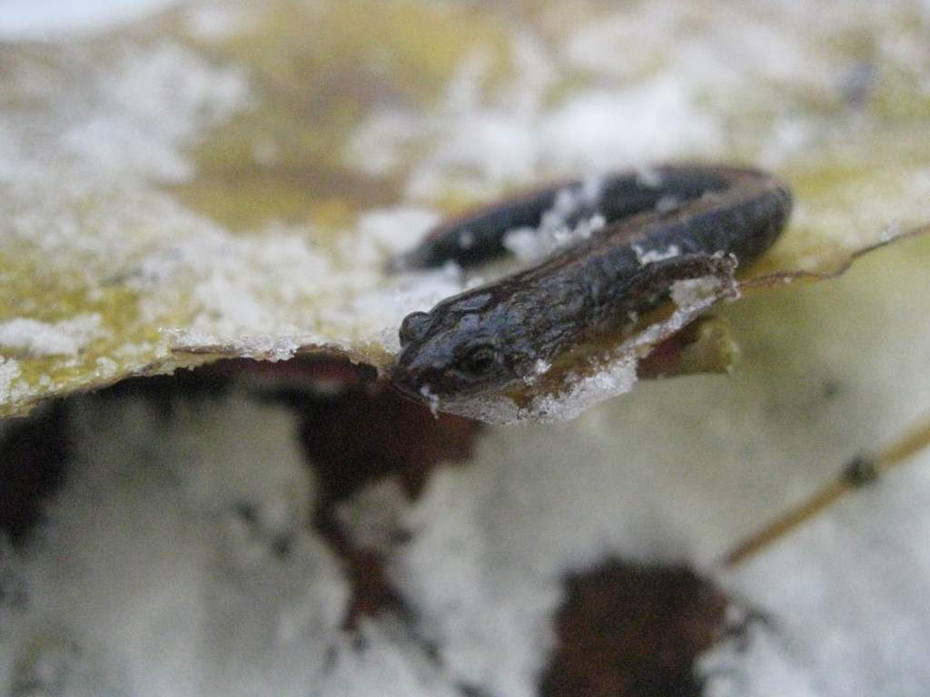 Plethodon cinereus in the snow!