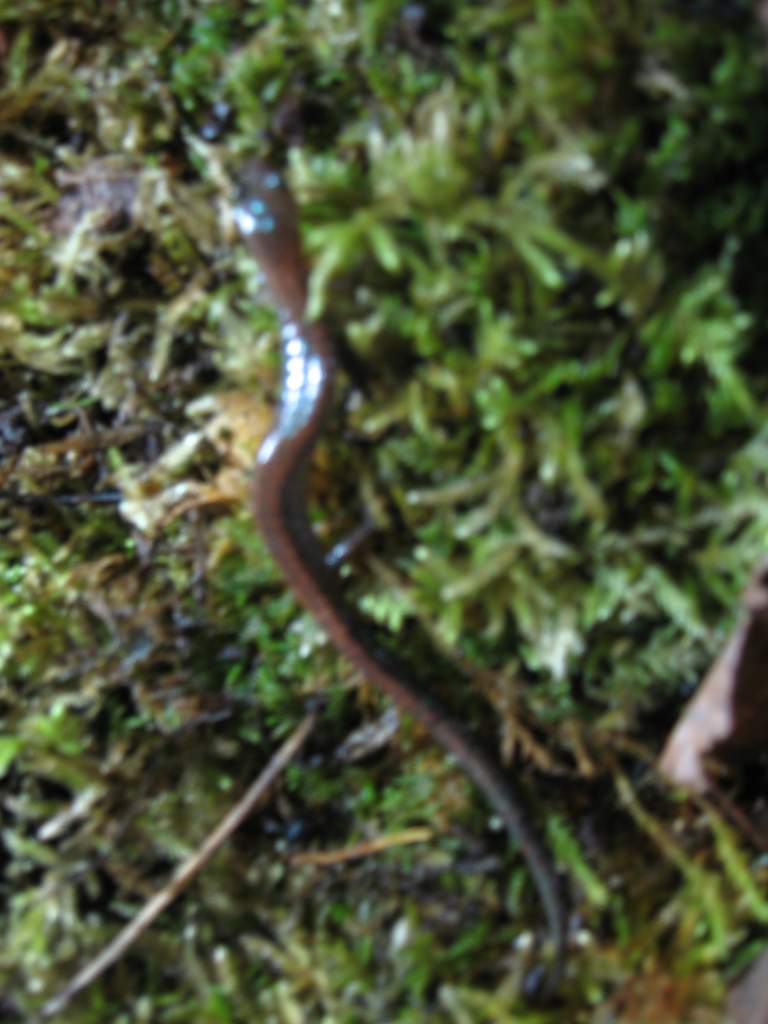 (Plethodon cinereus)