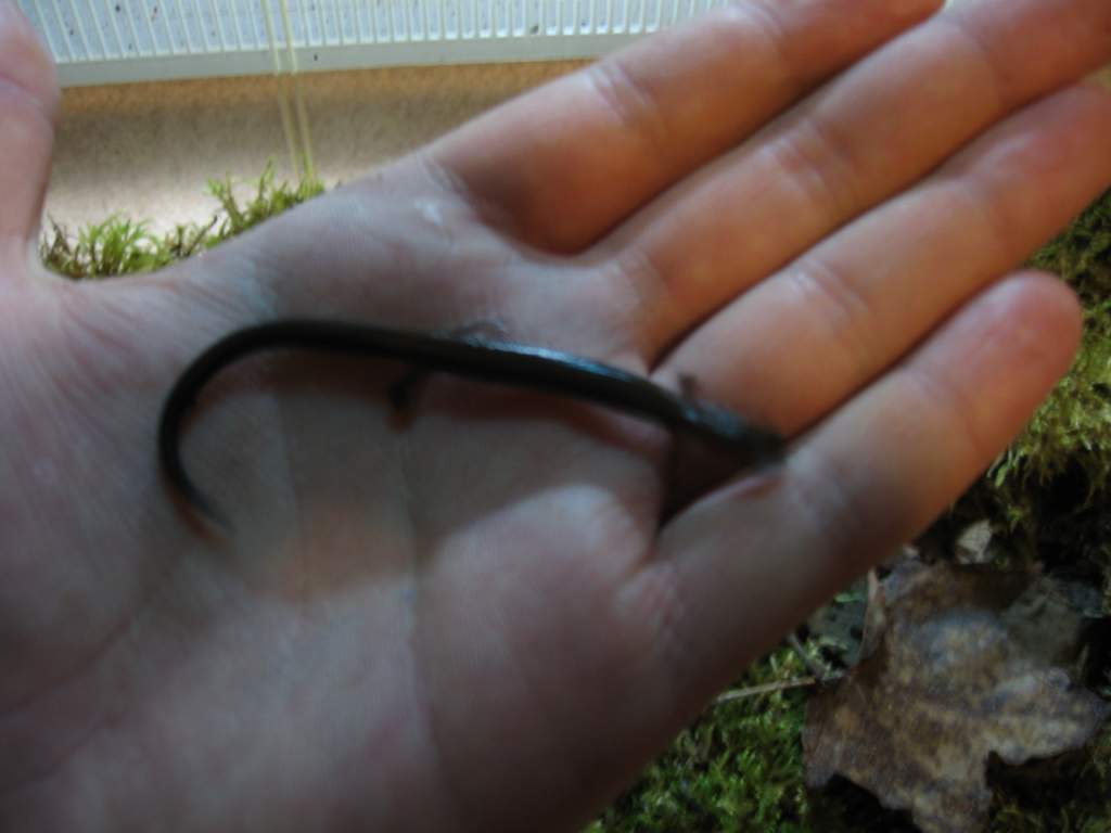 (Plethodon cinereus)