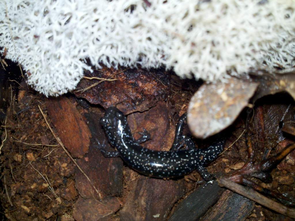 Plethodon cylindraceus? juvenile