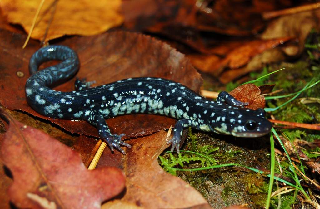 Plethodon cylindraecus