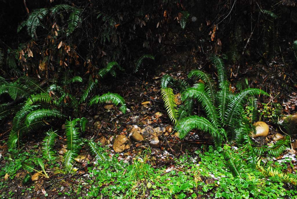 Plethodon elongatus habitat