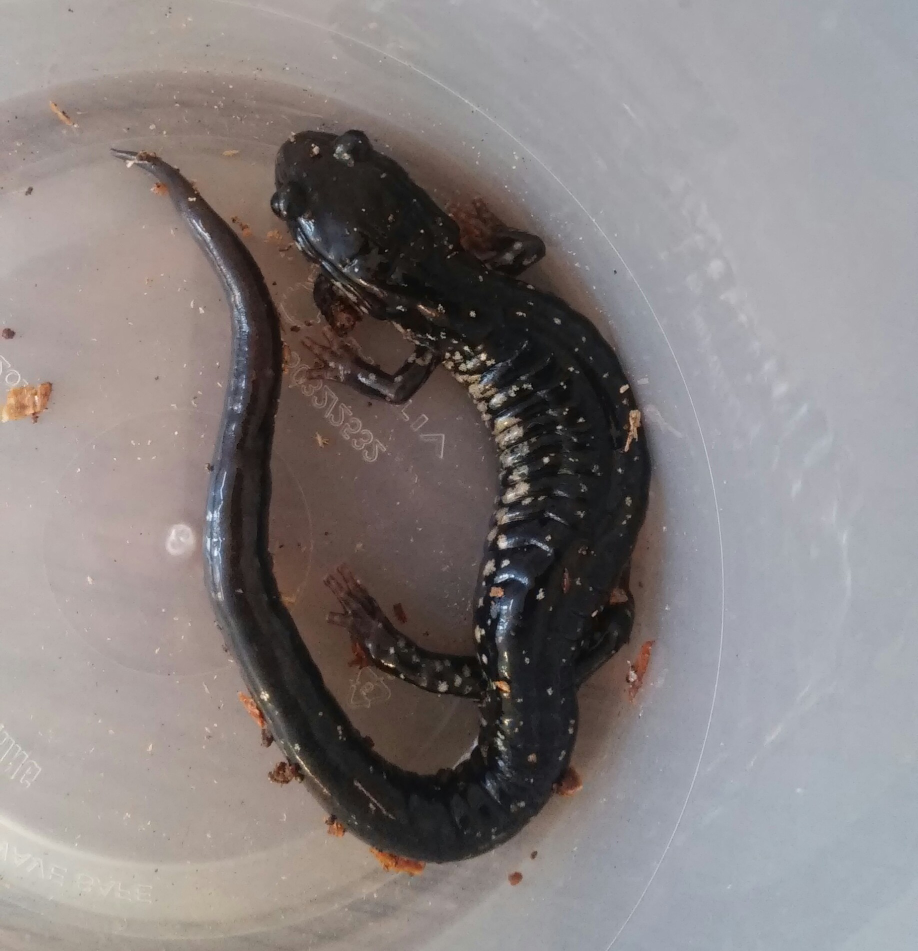 Plethodon glutinosus