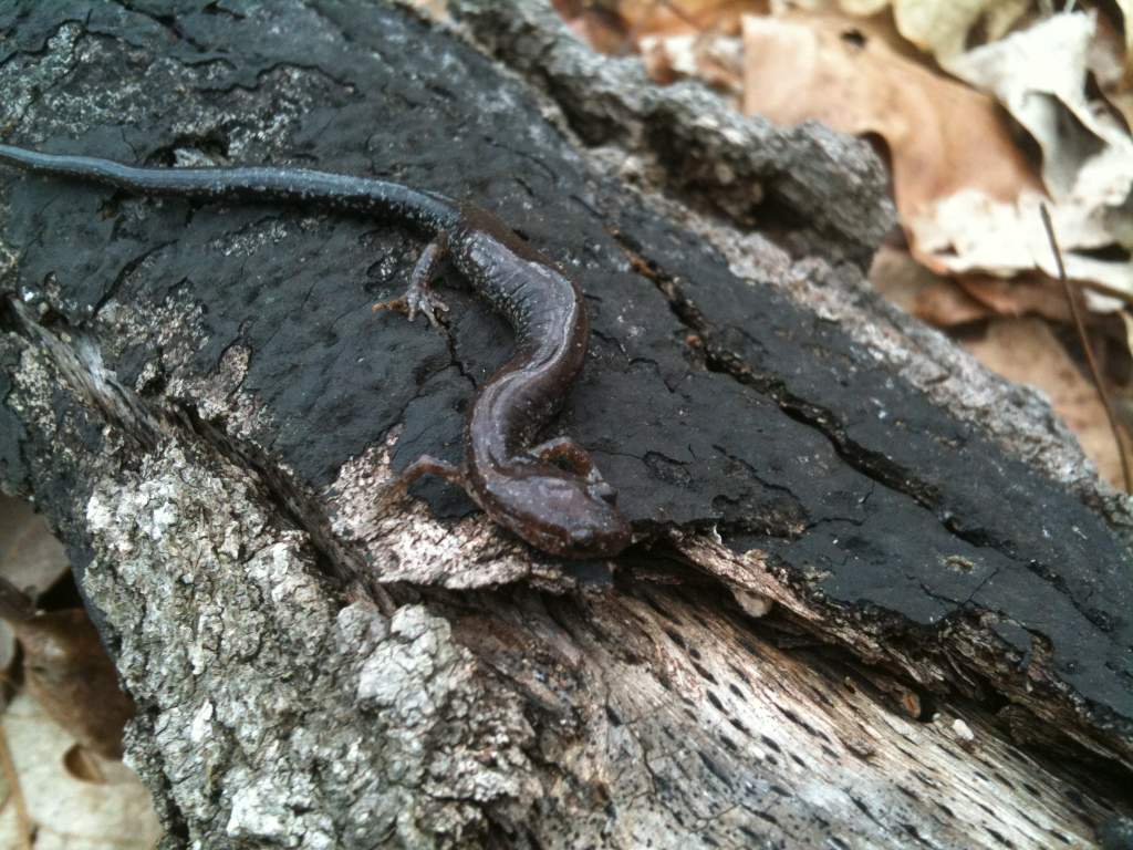 Plethodon hoffmani