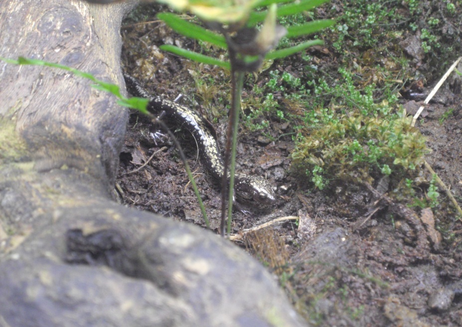 Plethodon hubrichti