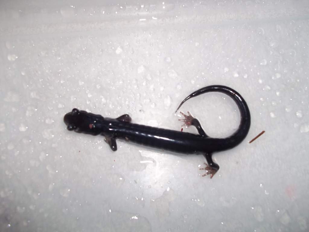 Plethodon metcalfi