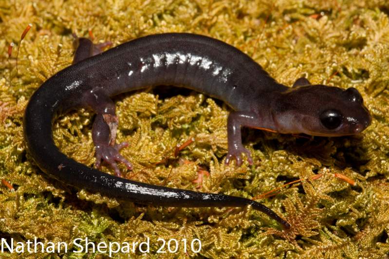 Plethodon montanus, NC.