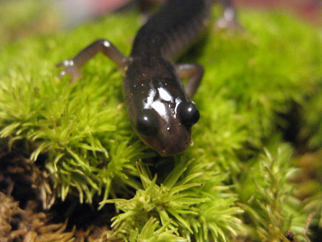 Plethodon montanus