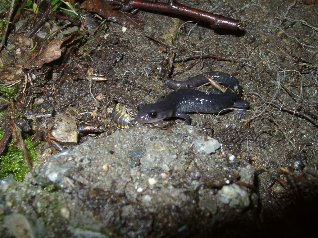 Plethodon montanus