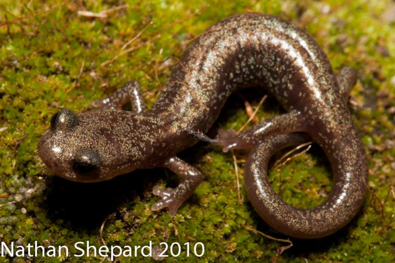 Plethodon neomexicanus