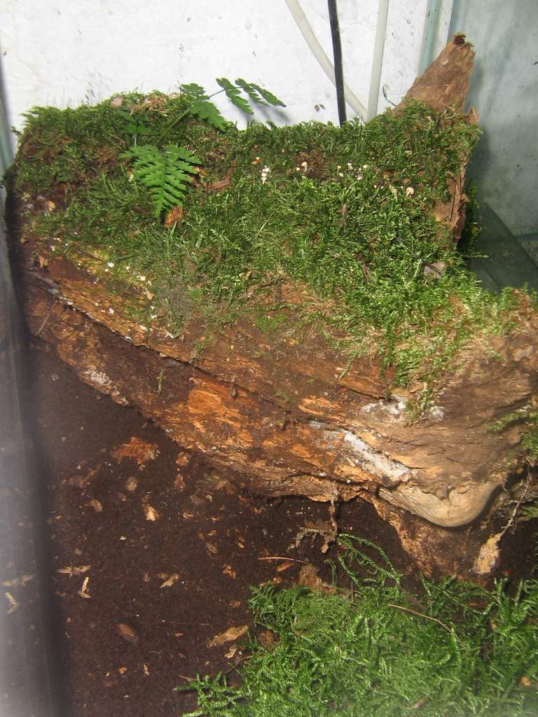 Plethodon tank (2)