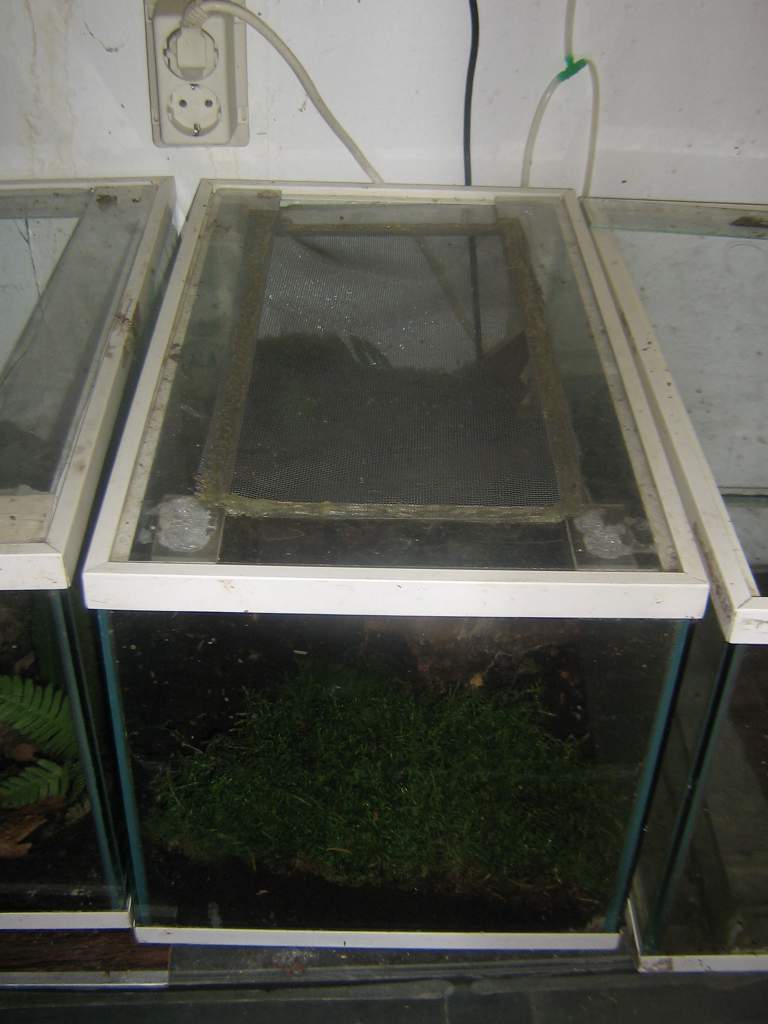 Plethodon tank (4)