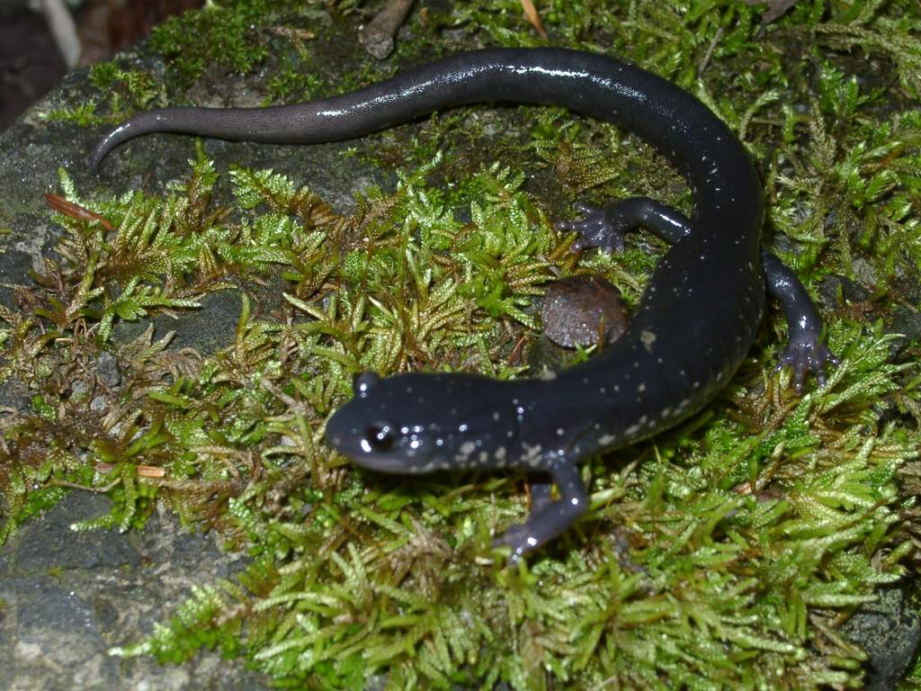 Plethodon teyahalee