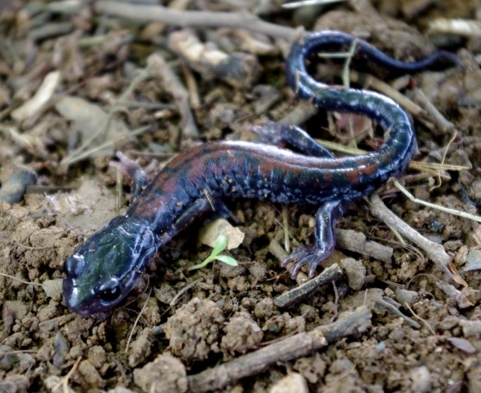 Plethodon yonahlossee