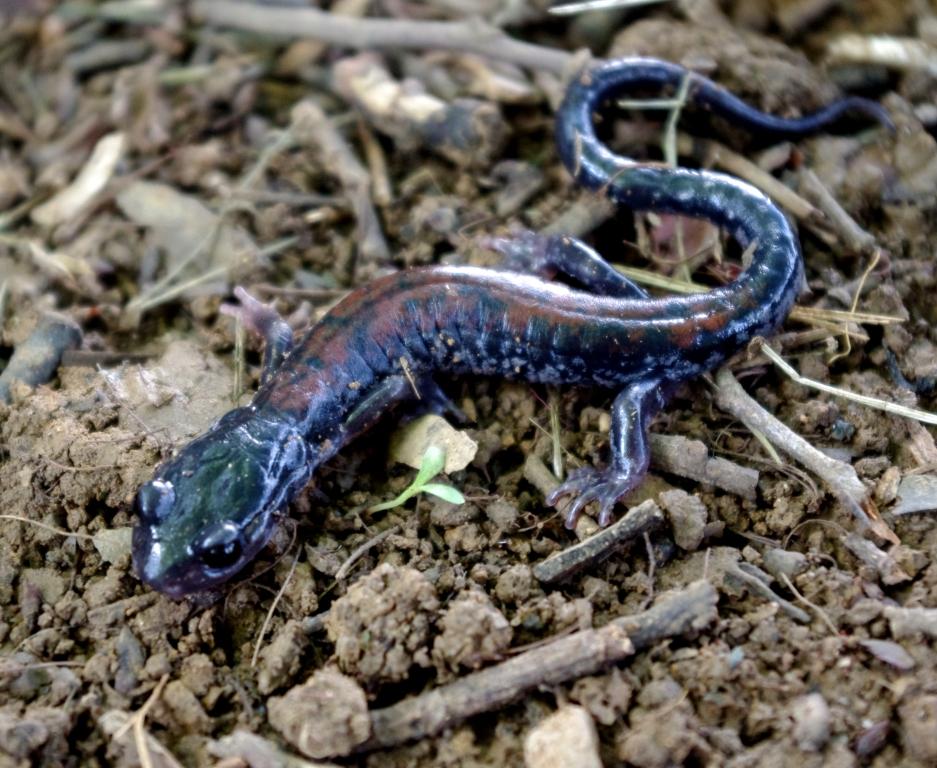 Plethodon yonahlossee