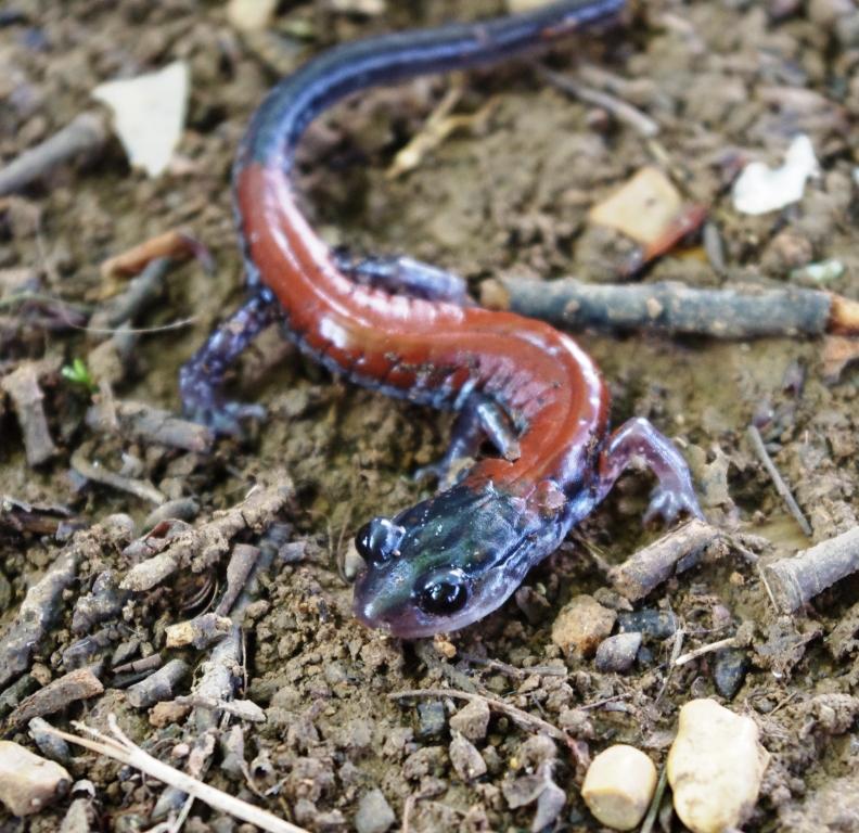 Plethodon yonahlossee