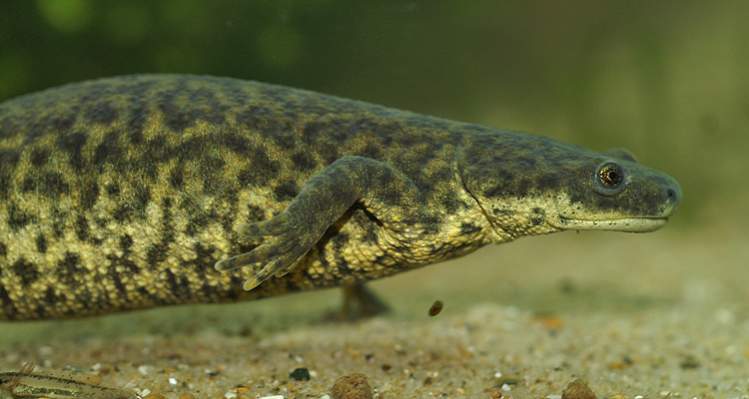 Pleurodeles nebulosus - Algerian ribbed newt