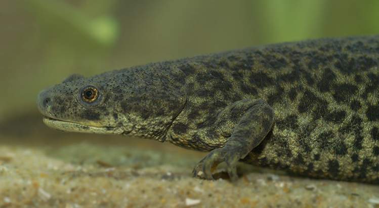 Pleurodeles nebulosus - Algerian ribbed newt