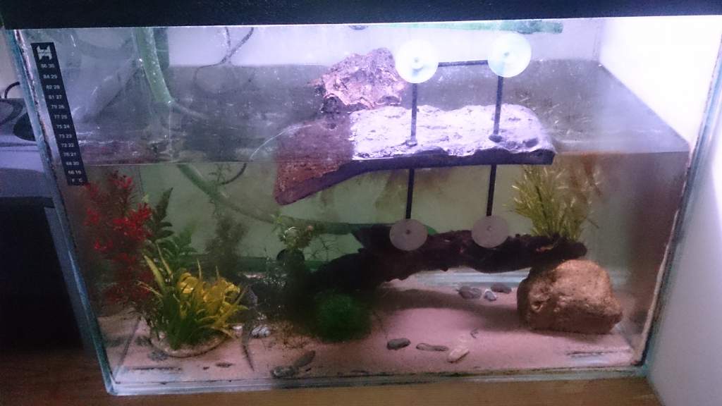 Pleurodeles tank