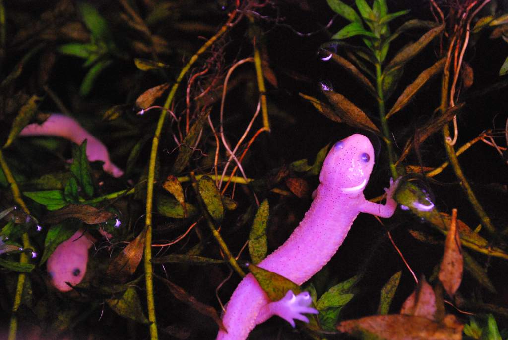 Pleurodeles waltl Juvenile leucistic