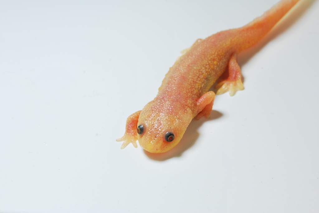 Pleurodeles waltl Juvenile leucistic