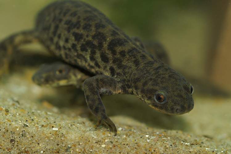 Pleurodeles waltl - Spanish ribbed newt