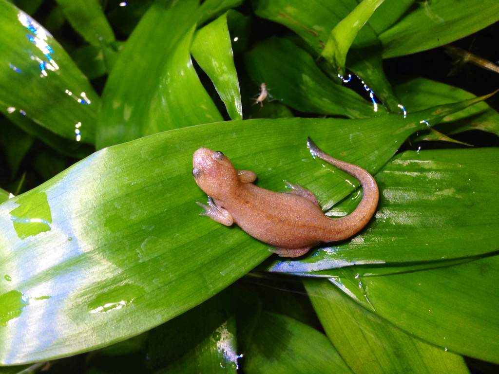 plump little cyanurus named cinder! he loves to eat!