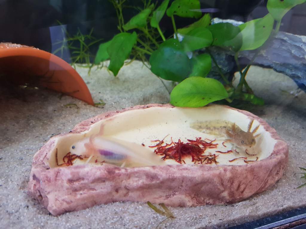 Pocky & Ixi eating bloodworms and growing like weeds!