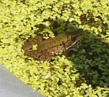 Pond Froggie