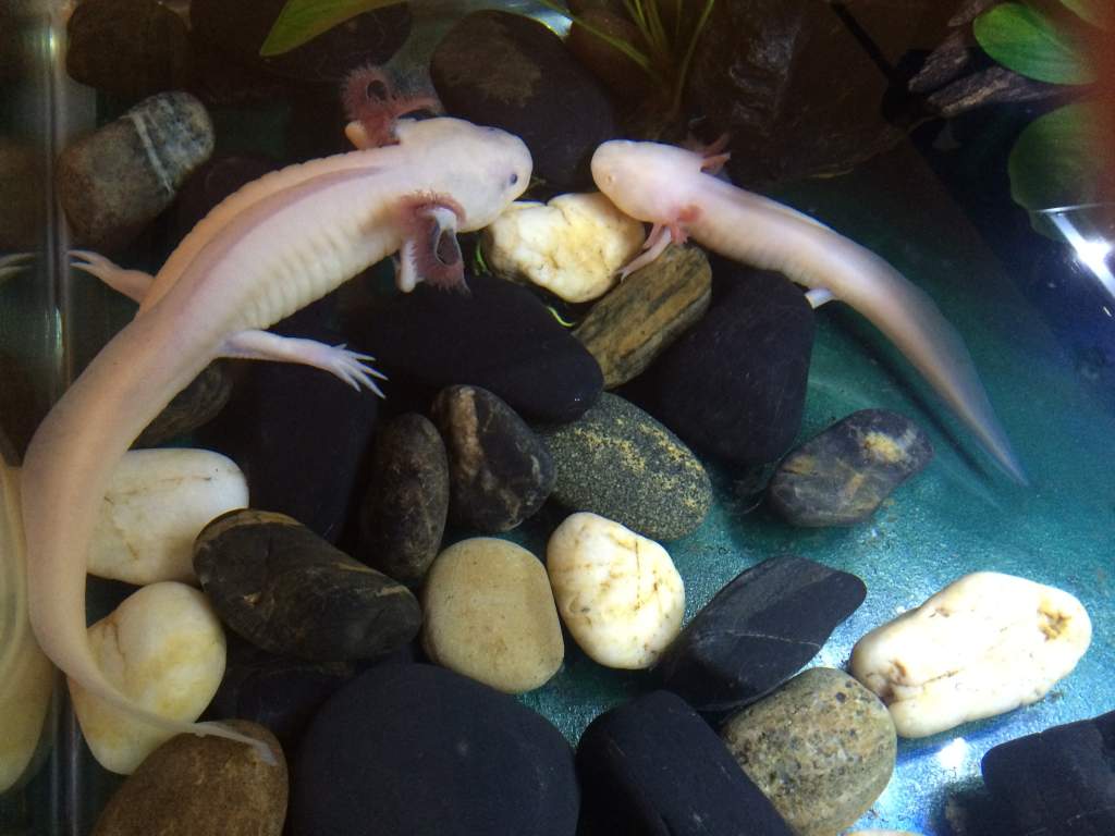 Ponyo and Ruto after a week of co-habitating