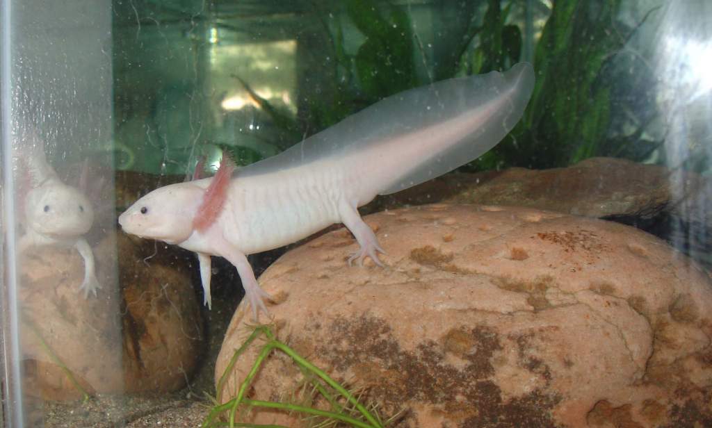 Ponyo my leusistic axolotl!