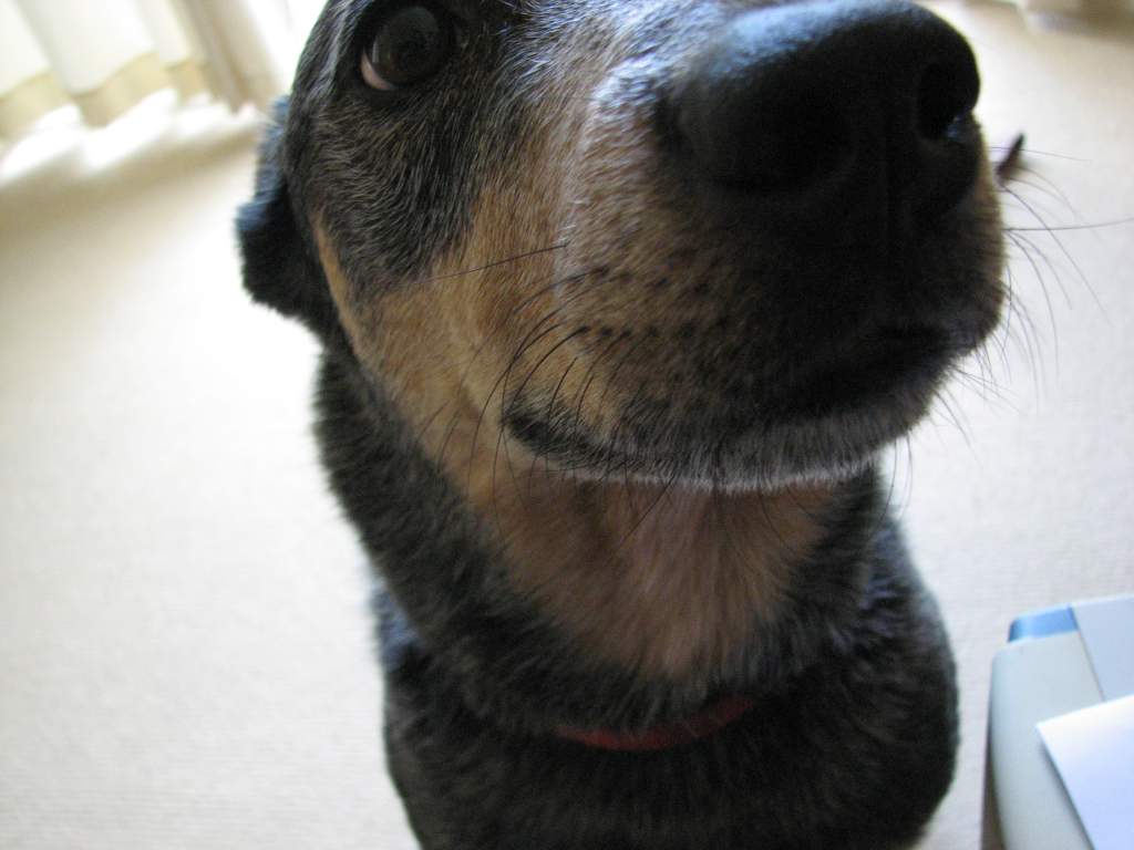 Poppy, my current heeler cross kelpie.