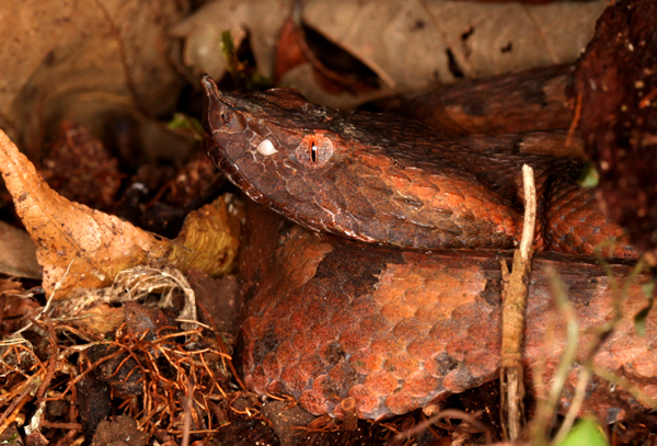 Porthidium nasutum - Hog Nosed Pit Viper