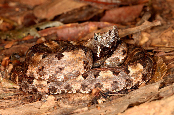 Porthidium nasutum - Hog Nosed Pit Viper