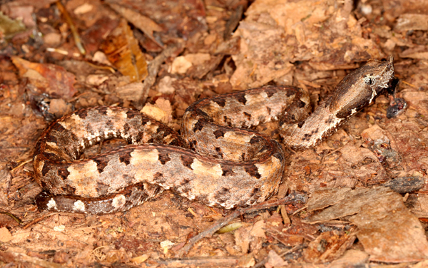 Porthidium nasutum - Hog Nosed Pit Viper