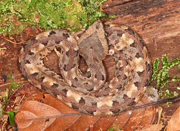 Porthidium nasutum - Hog Nosed Pit Viper