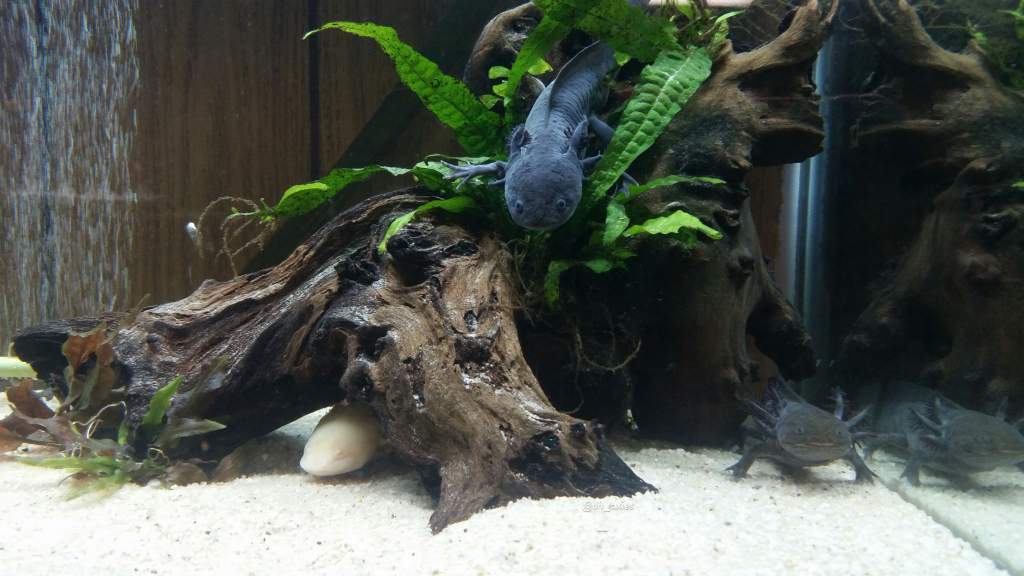 Posing in their new tank. Chomper, Shruikan, and Trouble